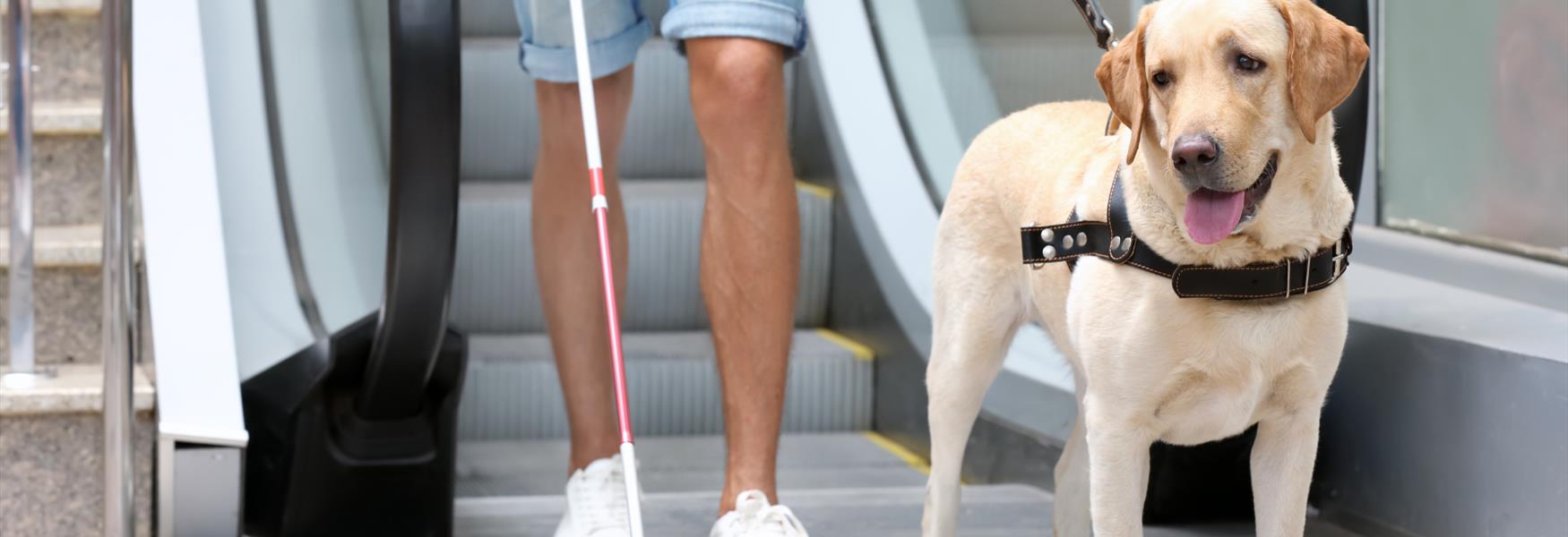 Guide dog at the bottom of escalator with owner