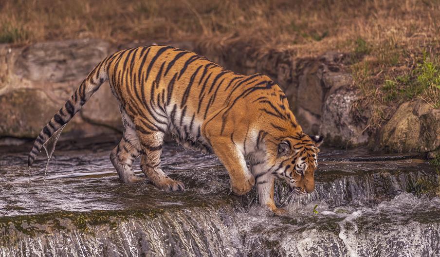 Yorkshire Wildlife Park Land of the Tiger