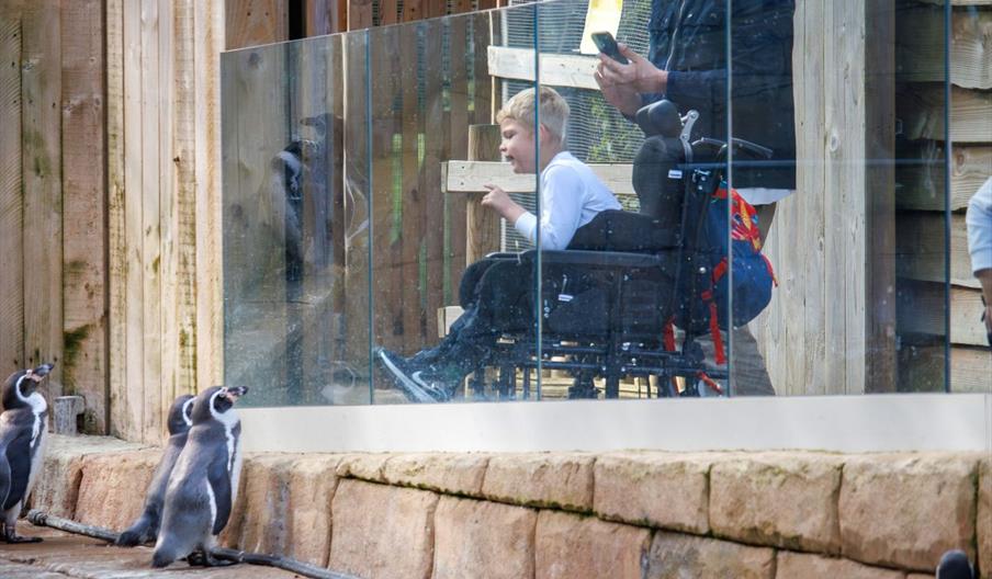 Child in a wheelchair looking at the penguins at Woburn Safari Park