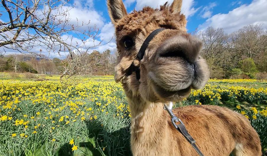 An alpaca with spring flowers at Alpacaly Ever After