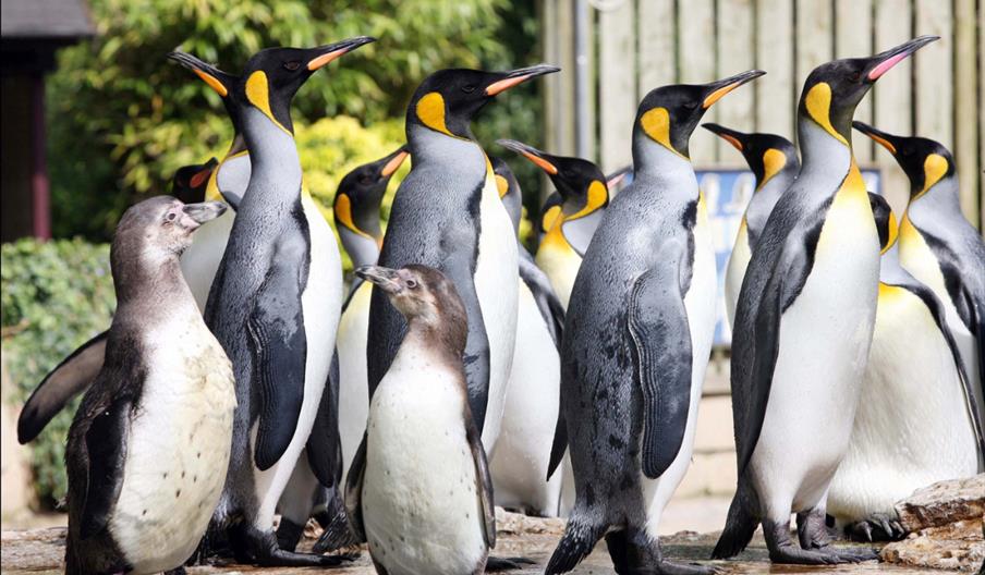 Penguins