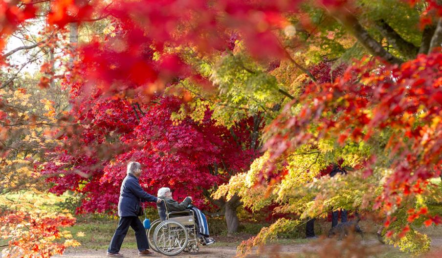 A person pushing a visitor in a wheelchair through maple trees at Westonbirt Arboretum