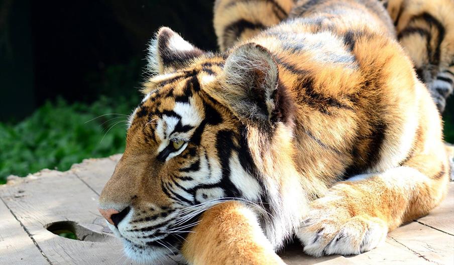 A tiger lying down at Wildheart Animal Sanctuary