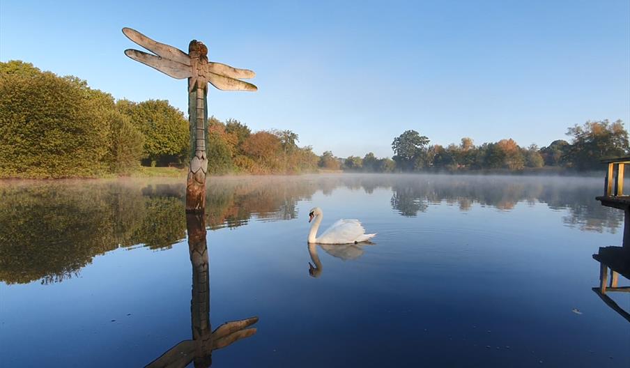 A swan swimming past a statue of a dragonfly on a lake at Moors Valley Country Park and Forest