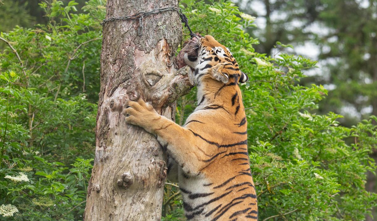 Amur tiger enrichment at Whipsnade Zoo