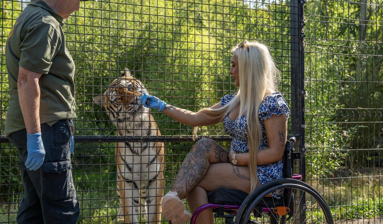 Big cat experience at Hertfordshire Zoo