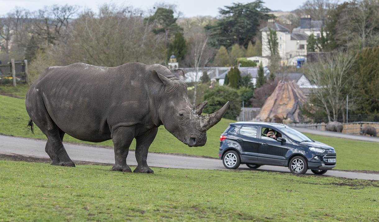 are dogs allowed at west midlands safari park