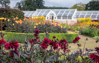 Flowers at Helmsley Walled Gardens with botanical house in the background