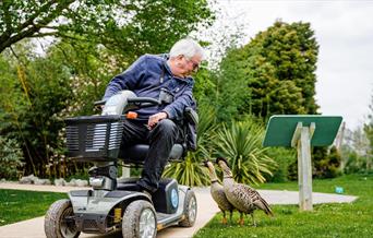 man on wheelchair with geese at WWT Slimbridge