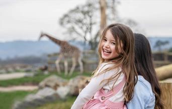 A child looking at giraffes at West Midlands Safari Park