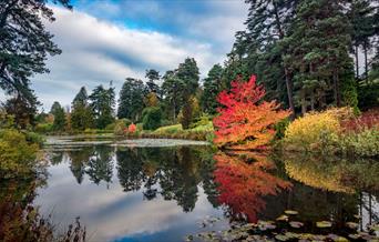 A lake and trees at Bedgebury National Pinetum and Forest