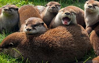 otters at lincolnshire wildlife park