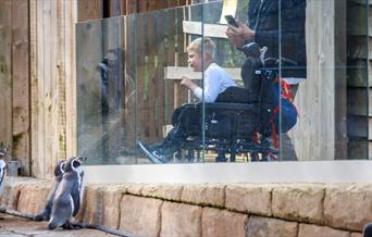 Child in a wheelchair looking at the penguins at Woburn Safari Park