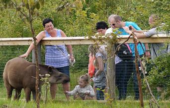 Visitors stroking a tapir at Lincolnshire Wildlife Park