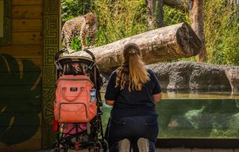 person with a buggy looking at animals at Hertfordshire Zoo