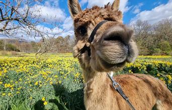 An alpaca with spring flowers at Alpacaly Ever After