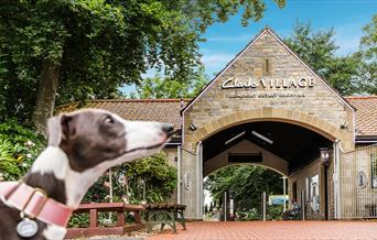 A greyhound like dog in a pink collar at the opening of Clarks Village