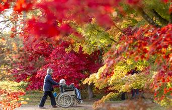 A person pushing a visitor in a wheelchair through maple trees at Westonbirt Arboretum