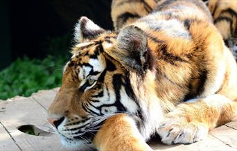 A tiger lying down at Wildheart Animal Sanctuary