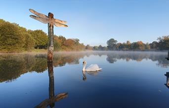 A swan swimming past a statue of a dragonfly on a lake at Moors Valley Country Park and Forest