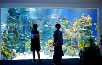 Bristol Aquarium children looking into aquarium