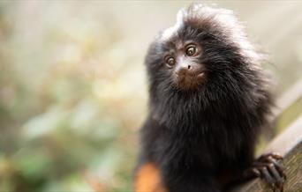 monkey at Jersey Zoo