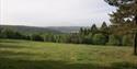Wendover Woods