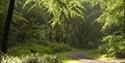 Wendover Woods