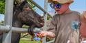 Child feeding a goat at Noah's Ark Zoo Farm