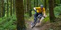 person riding a bike through the forest at Bedgebury National Pinetum and Forest