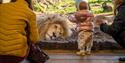 child looking at a sleeping lion at Hertfordshire Zoo