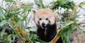 red panda at Longleat