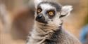 lemur at Hertfordshire Zoo