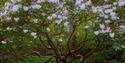 A tree in full blossom at Sheffield Park and Gardens