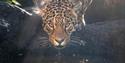 leopard at Hertfordshire Zoo