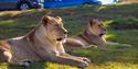 Lionesses at Woburn Safari Park