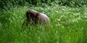 A sculpture in the grass at Helmsley Walled Gardens