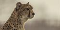 Yorkshire Wildlife Park Cheetah Territory