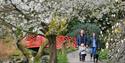 Family with dog walking around the blossom trees at Batsford Arboretum & Garden Centre