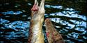 Two crocodiles being fed at Thrigby Hall Wildlife Gardens