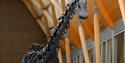 Diplodocus skeleton at Herbert Art Gallery & Museum