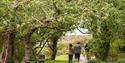 a group of people walking underneath the trees at National Trust Pentire