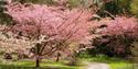 Blossom trees at Batsford Arboretum & Garden Centre