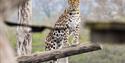 a leopard at Yorkshire Wildlife Park