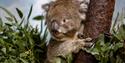 koala bear at Longleat