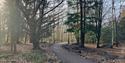 Pathway through the trees at Alice Holt Forest