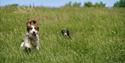 Two dogs joyfully run through a lush, grassy field under a clear blue sky. The leading dog has ears flapping and tongue out, conveying excitement.