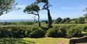 A scenic landscape with rolling green fields, two tall, uniquely shaped trees, and a distant view of the ocean under a clear blue sky. A rustic wooden
