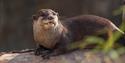 otter at Hertfordshire Zoo