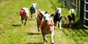sheep racing at National Forest Adventure Farm